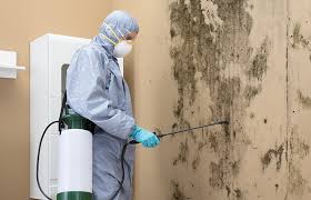 Best Black Mold Removal  in Beverly Hills, MI